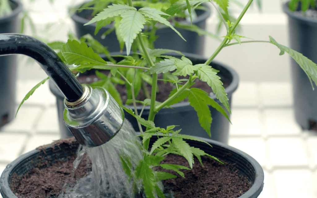Watering Hydroponics Grow System